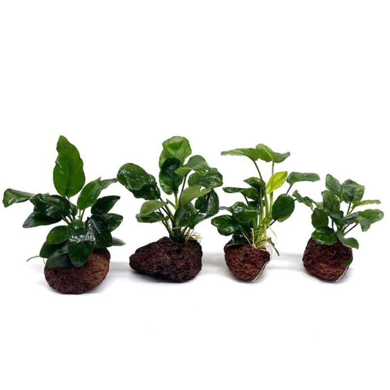 Volcanic Aquarium Decoration F - Live Plant Aquarium recension och pris