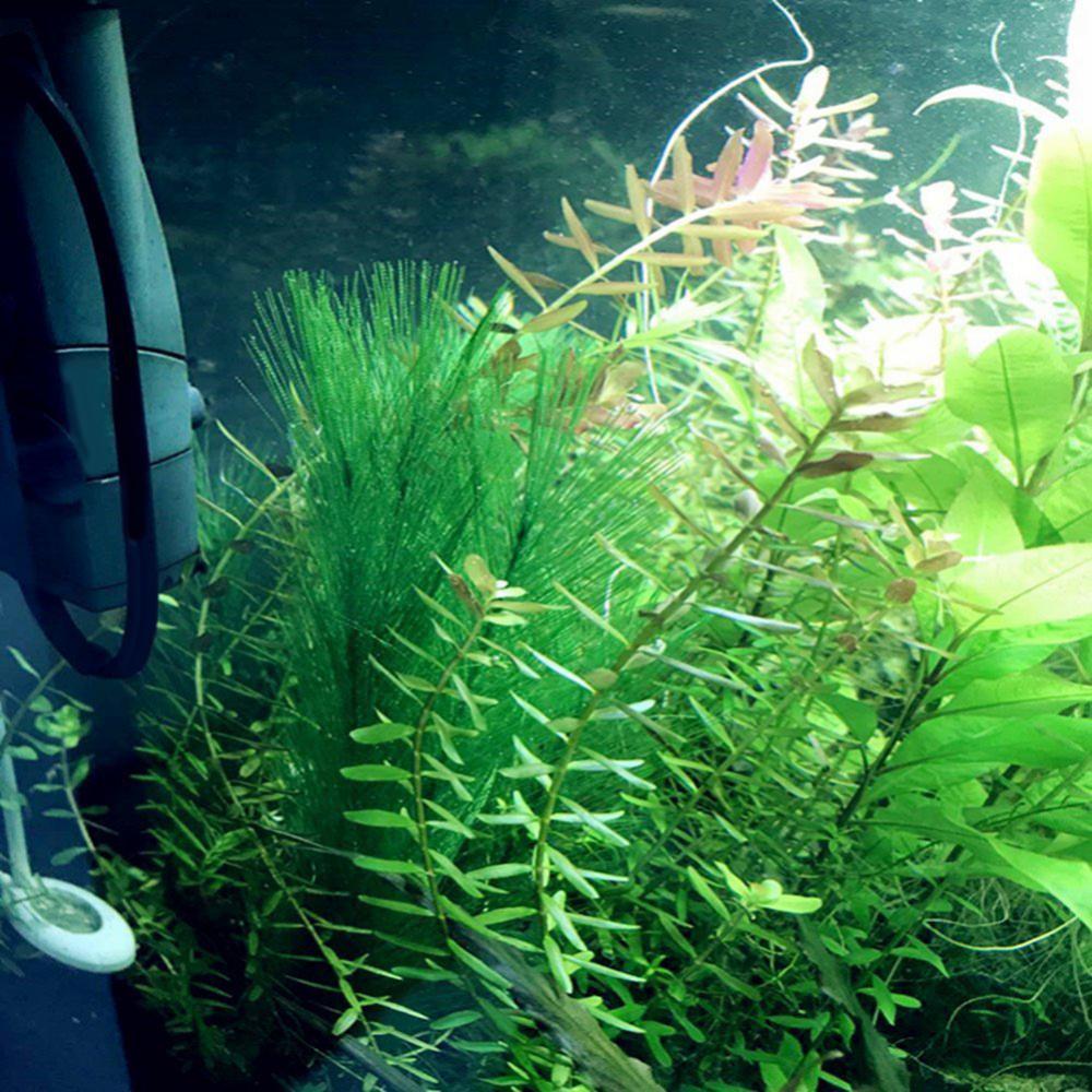 1/3Pcs 28/40cm Aquarium Fish T - Live Plant Aquarium recension och pris