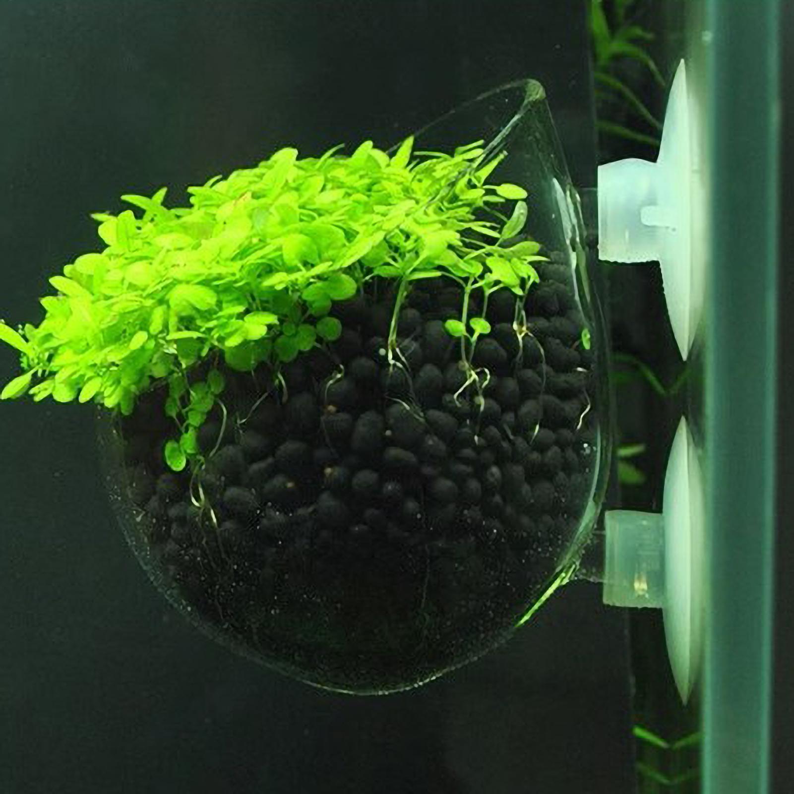 Aquarium Plant Holder Glass Aq - Live Plant Aquarium recension och pris