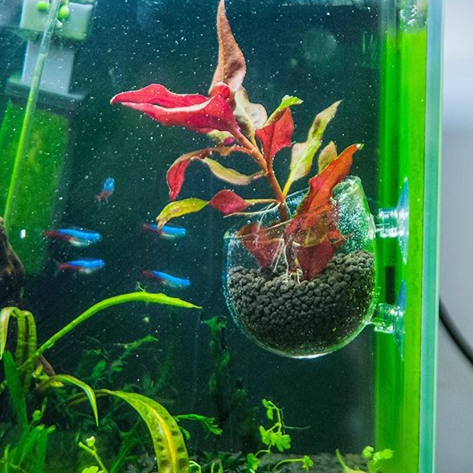 Aquarium Plant Holder Glass Aq - Live Plant Aquarium recension och pris