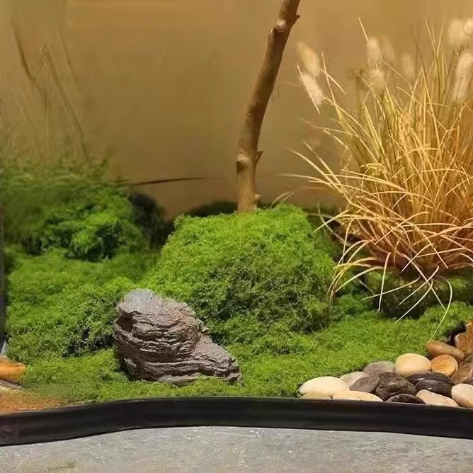 200g Eternal Life Moss DIY Cra - Aquarium Moss recension och pris
