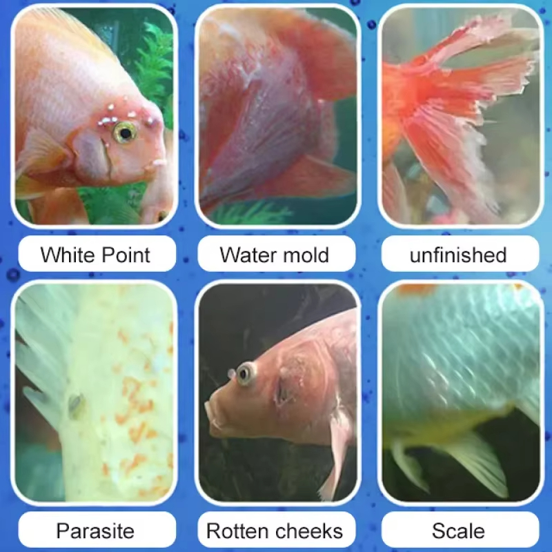 SIKEZHAN Fish Disease Treatmen - Aquarium Liquid Carbon recension och pris