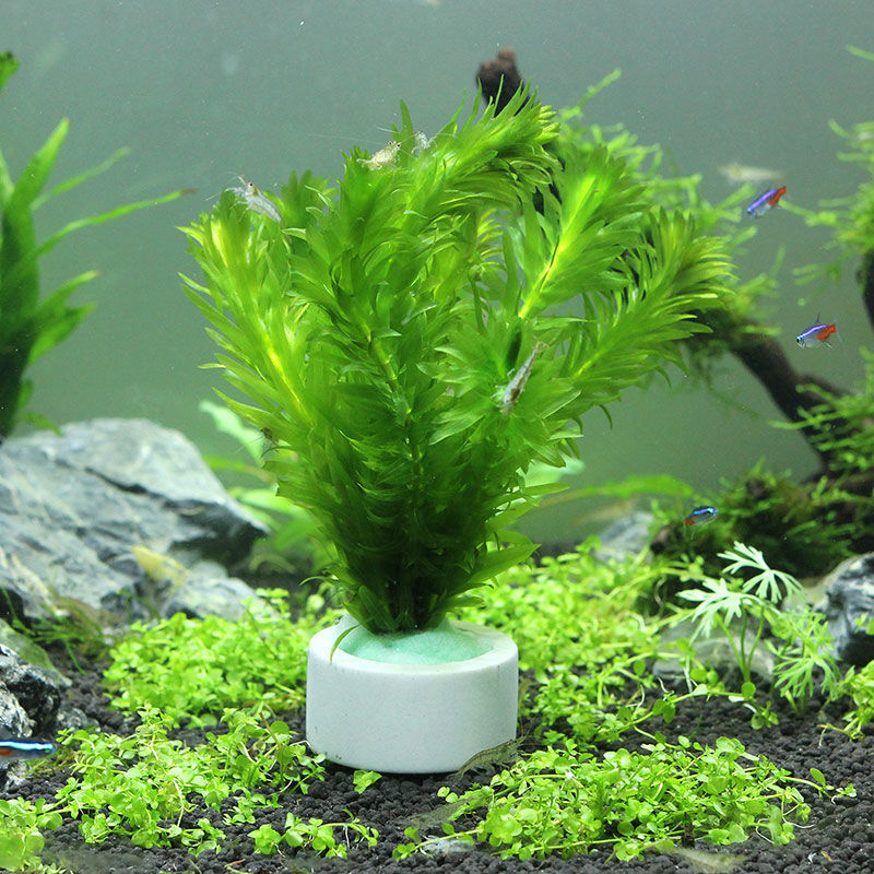 Aquarium Decoration Ceramic Ri - Plant Aquarium Pot recension och pris
