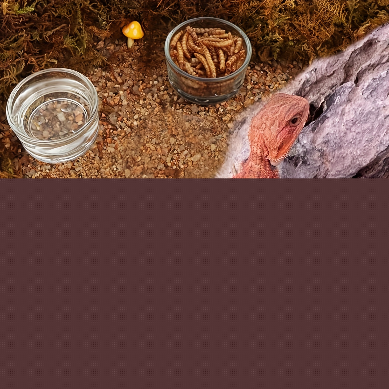 Glass Aquarium Mini Size Shrim - Aquarium Fertilizer recension och pris