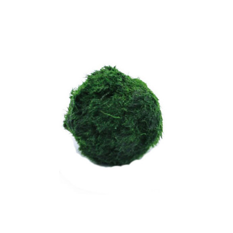 Marimo Moss Balls Live Aquariu - Live Plant Aquarium recension och pris