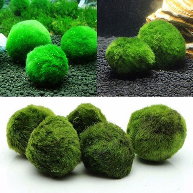 Marimo Moss Balls Live Aquariu - Live Plant Aquarium recension och pris