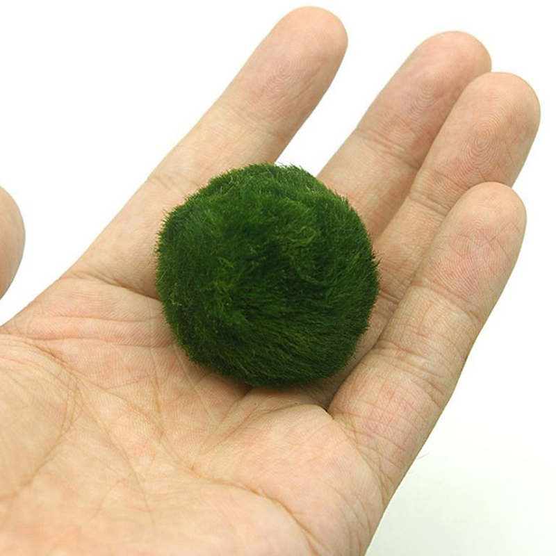 Marimo Moss Balls Live Aquariu - Live Plant Aquarium recension och pris