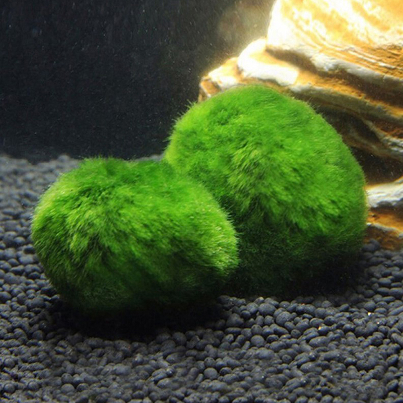 Marimo Moss Balls Live Aquariu - Live Plant Aquarium recension och pris