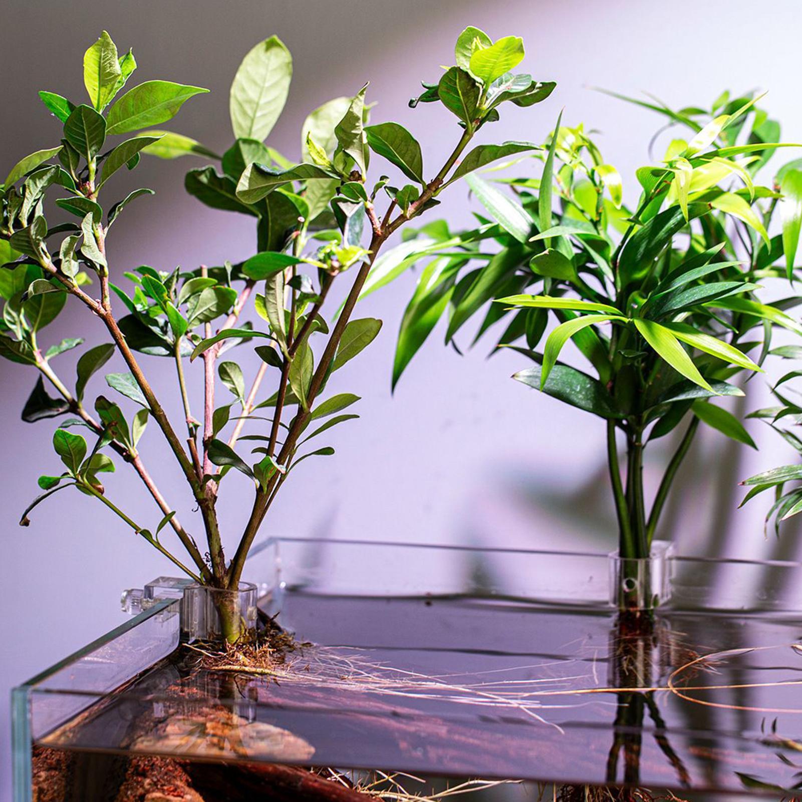 6pcs Aquarium Plant Holders Cl - Aquarium Plant Holder recension och pris