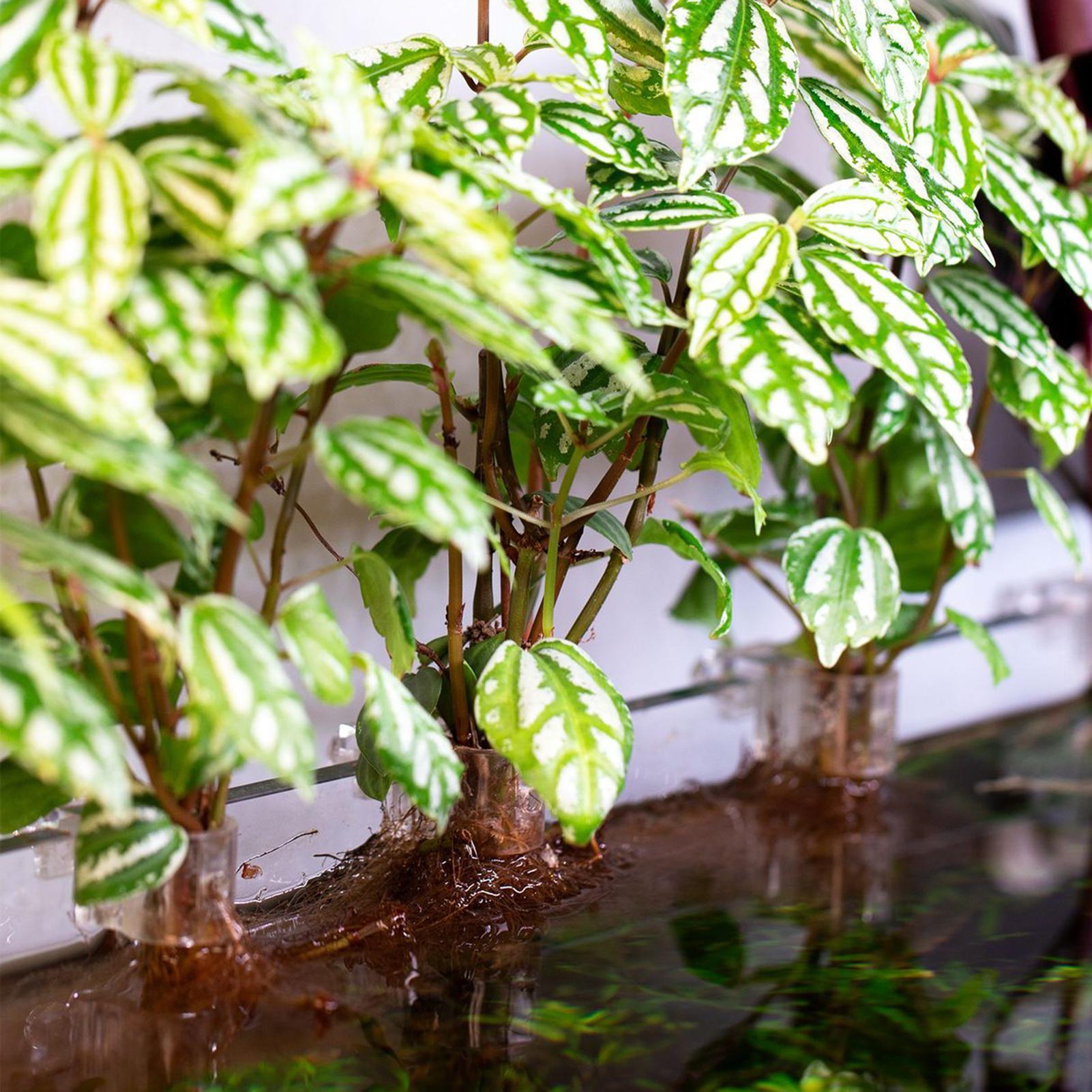6pcs Aquarium Plant Holders Cl - Aquarium Plant Holder recension och pris