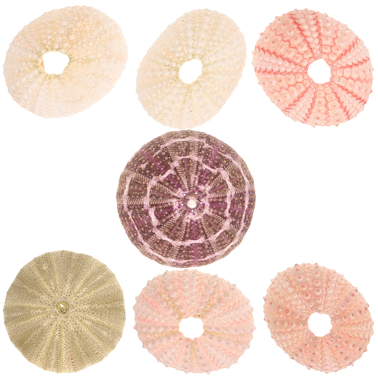 7Pcs Sea Urchin Shells Decorat - Aquarium Plant Holder recension och pris