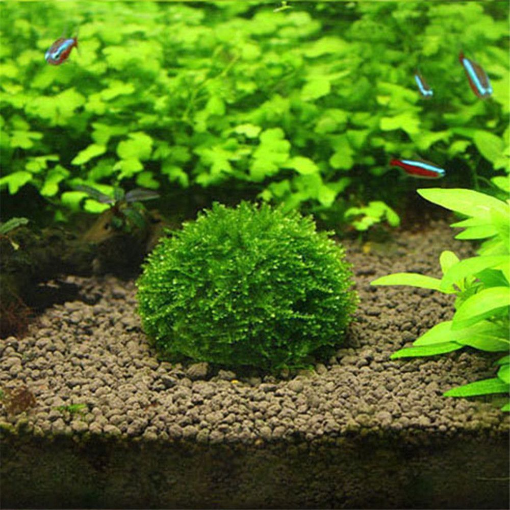 New Plastic Suspension Moss Do - Aquarium Plants Live recension och pris
