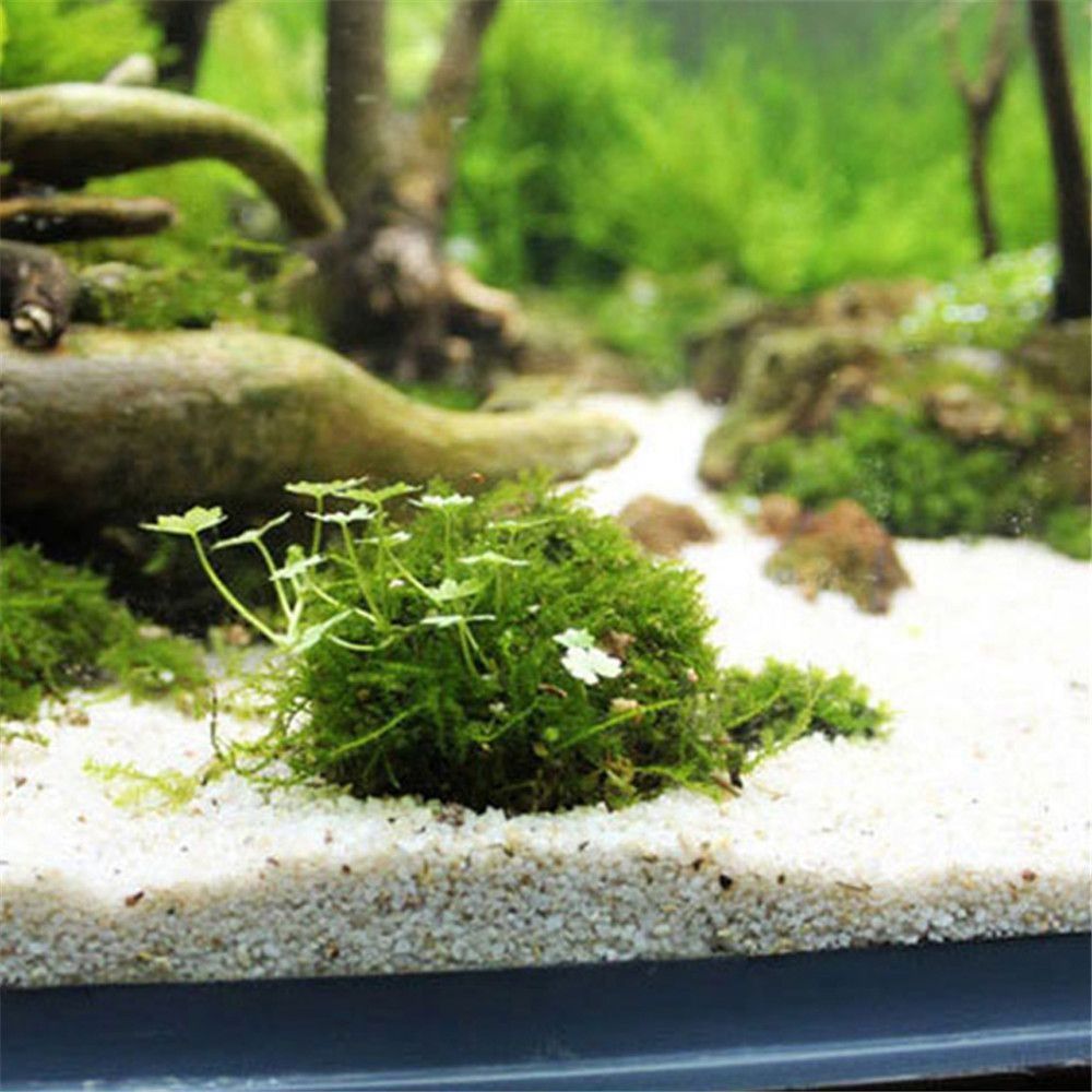New Plastic Suspension Moss Do - Aquarium Plants Live recension och pris
