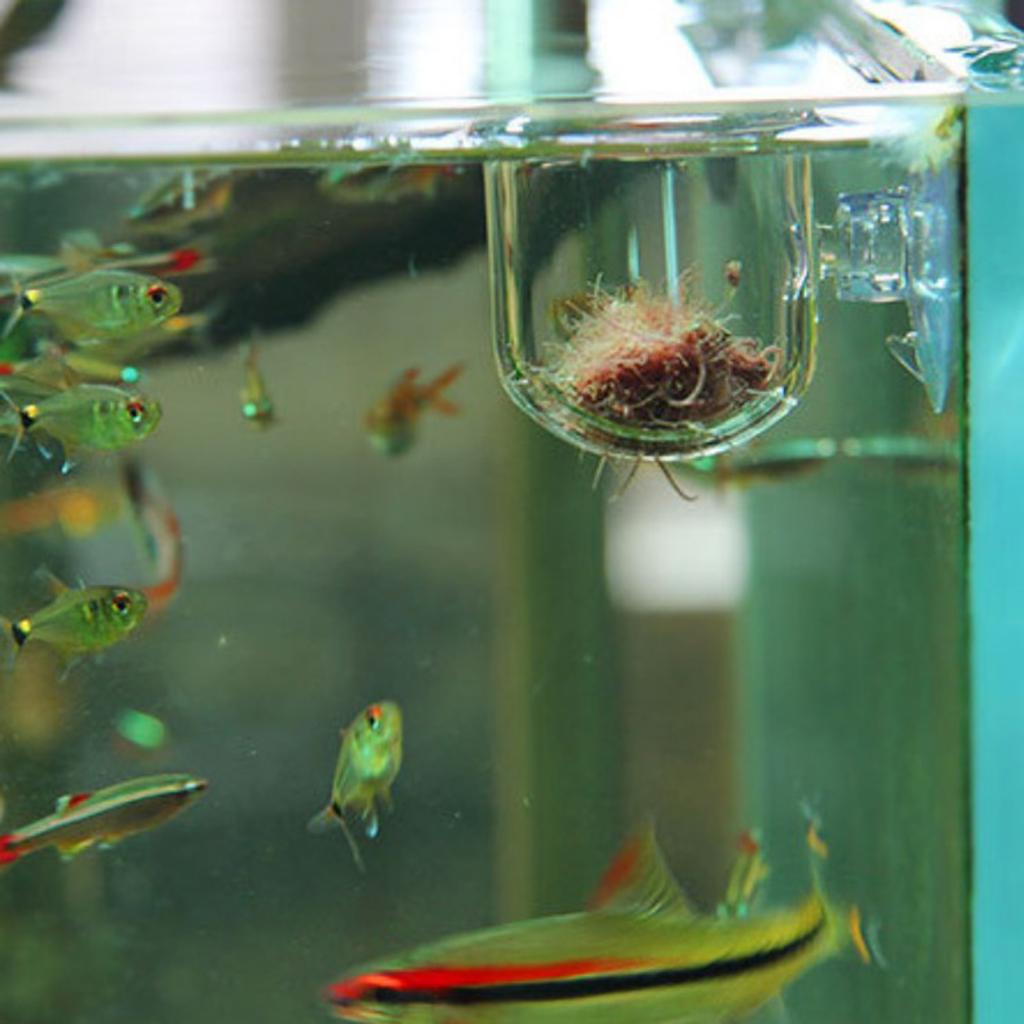 Fish Feeding Basket Glass Aqua - Live Plant Aquarium recension och pris